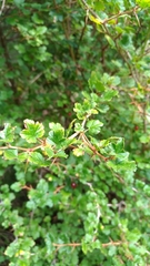 Ribes formosanum