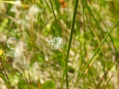 Trichophorum alpinum