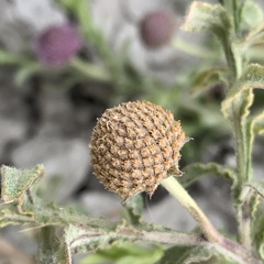 Sphaeranthus peduncularis