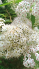 Spiraea formosana