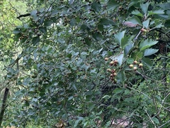 Crataegus irrasa