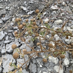 Sphaeranthus peduncularis