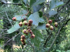 Crataegus irrasa