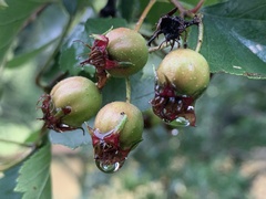 Crataegus irrasa