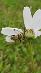 Lepturobosca