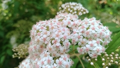 Spiraea formosana