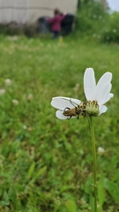 Lepturobosca