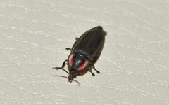 Ellychnia corrusca