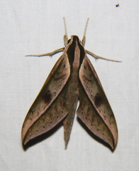 Xylophanes acrus