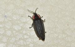 Ellychnia corrusca