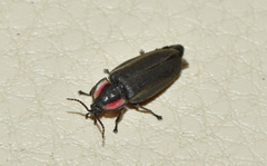 Ellychnia corrusca