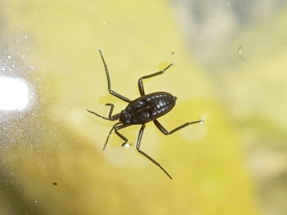 Water Crickets from Feenagh, Clare, Ireland on July 18, 2022 at 0208
