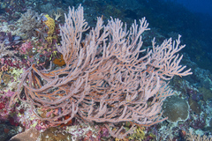 Subergorgia suberosa