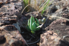 Curio crassulifolius