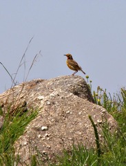 Macronyx capensis capensis
