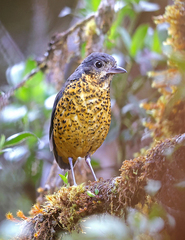 Grallaria squamigera