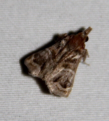 Image of Bonchis munitalis