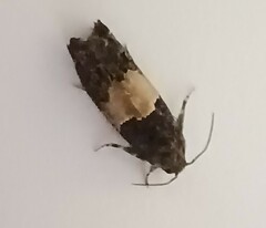 Epiblema tripartitana