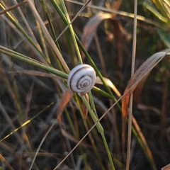 Xeropicta derbentina
