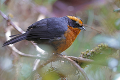 Poospiza rufosuperciliaris