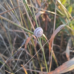 Xeropicta derbentina