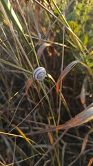 Xeropicta derbentina
