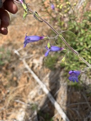 Penstemon roezlii