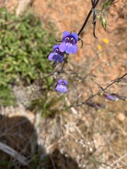 Penstemon roezlii