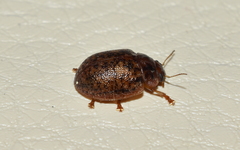 Trachymela sloanei