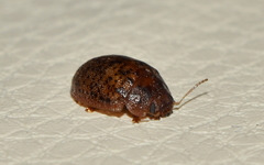 Trachymela sloanei
