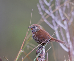 Asthenes urubambensis