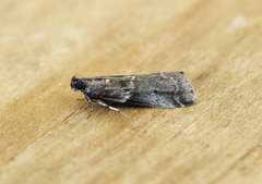 Acrobasis advenella