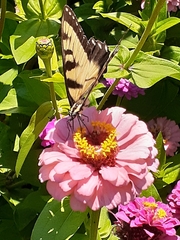 Papilio glaucus