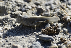 Sphingonotus caerulans