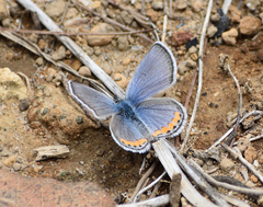 Icaricia lupini texanus