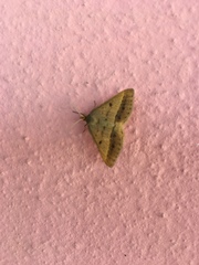 Isturgia arenacearia