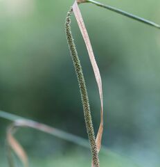 Carex agastachys