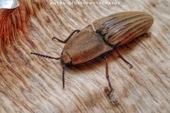 Chalcolepidius silbermanni