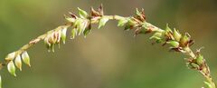 Carex agastachys