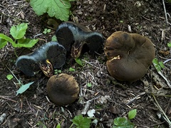 Gastroboletus