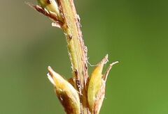 Carex agastachys