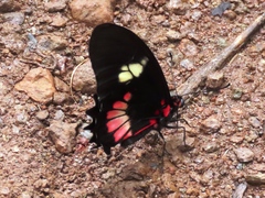 Parides eurimedes