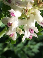 Corydalis caseana brachycarpa