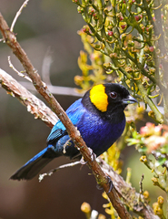 Iridosornis reinhardti