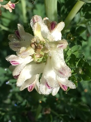 Corydalis caseana brachycarpa