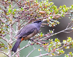 Doliornis sclateri