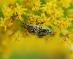 Stictopleurus minutus