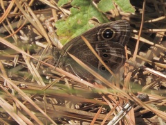 Pampasatyrus gyrtone