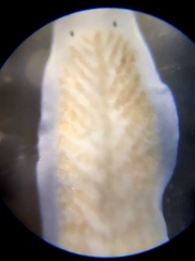 Dendrocoelum lacteum