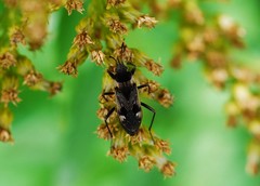 Panaorus albomaculatus